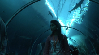 Singapore SEA Aquarium 